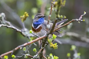 Bluethroats: White-spotted Bluethroat - single male, portrait