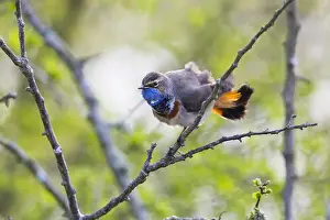 Bluethroats: White-spotted Bluethroat - single male, ruffling