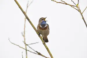 Luscinia: White-spotted Bluethroat - single male, singing