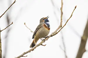 Luscinia: White-spotted Bluethroat - single male, singing