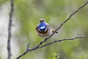 Luscinia: White-spotted Bluethroat - single male, singing