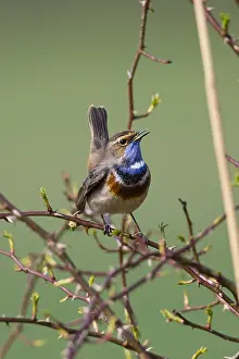 Luscinia: White-spotted Bluethroat - single male, singing