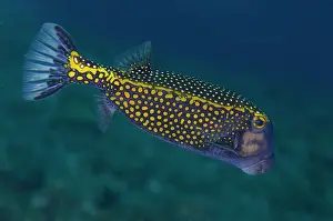 Meleagris: White-spotted Boxfish