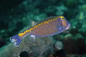 Candidasa: White-spotted Boxfish