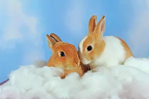 Wool: White spotted and brown adult dwarf rabbits sitting