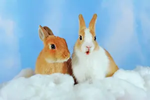 Wool: White spotted and brown adult dwarf rabbits sitting
