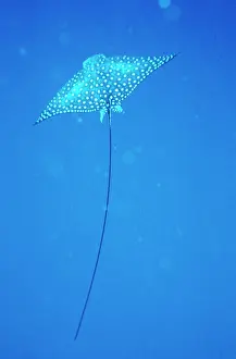 Narinari: WHITE SPOTTED EAGLE RAY