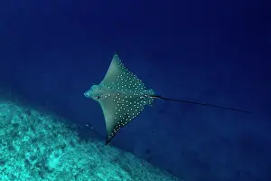 Narinari: White-spotted Eagle Ray