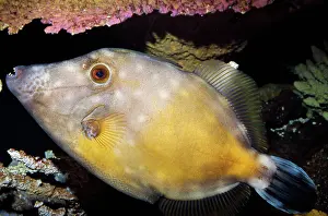 File: White-spotted Filefish