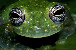 Modes: White Spotted Glass Frog