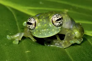Centrolene: White Spotted Glass Frog