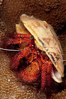 Sipadan: White-spotted Hermit Crab