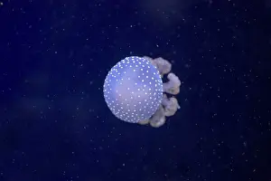 Phyllorhiza: White-Spotted Jellyfish