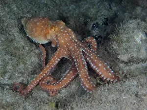 Macropus: White spotted octopus (Callistoctopus Octopus ma