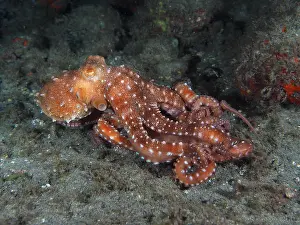 Macropus: White spotted octopus (Callistoctopus Octopus ma