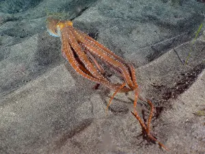 Macropus: White spotted octopus (Callistoctopus Octopus ma