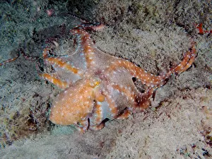 Macropus: White spotted octopus (Callistoctopus Octopus macropus)