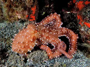 Macropus: White spotted octopus (Callistoctopus Octopus macropus)