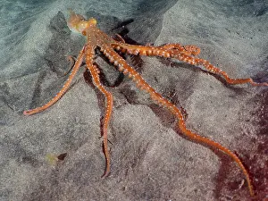 Macropus: White spotted octopus (Callistoctopus Octopus macropus)
