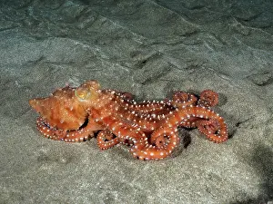 Macropus: White spotted octopus (Callistoctopus Octopus macropus)