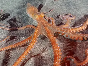 Macropus: White spotted octopus (Callistoctopus Octopus macropus)