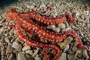 Campania: White-spotted octopus or grass octopus (Callisto