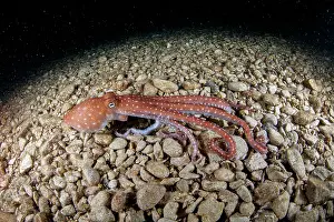 Campania: White-spotted octopus or grass octopus (Callisto