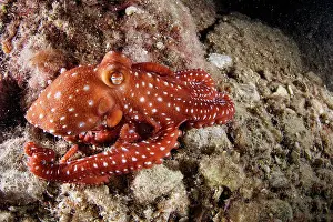 Campania: White-spotted octopus or grass octopus (Callisto