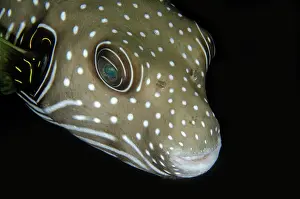 Ring: White-spotted Puffer