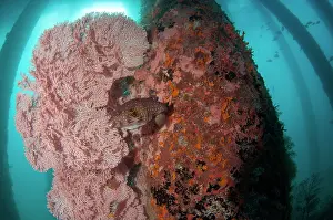 Polyp: White-spotted Puffer