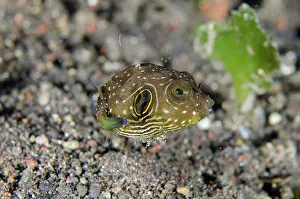 Line: White-spotted Puffer