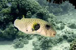 Arothron: White-spotted puffer (Arothron Hispidus), House Reef dive si