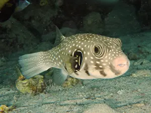 Arothron: White-spotted puffer (Arothron Hispidus). Dive