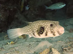Arothron: White-spotted puffer (Arothron Hispidus). Dive