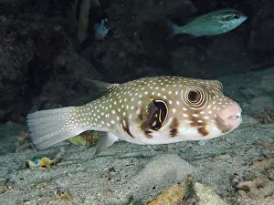 Arothron: White-spotted puffer (Arothron Hispidus). Dive