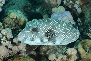 Arothron: White-spotted puffer (Arothron Hispidus), House