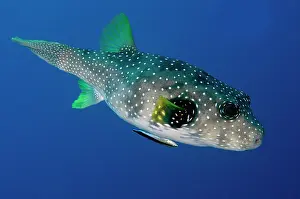 Cleaning: White-spotted Puffer - being cleaned by Bluestreak