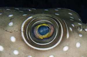 Arothron: White-spotted Puffer eye - night dive - Scuba Seraya