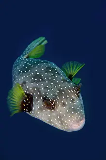 Arothron: White-spotted Puffer - Kubu Reef dive site, Tulamben