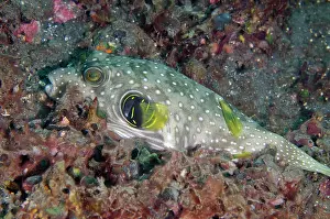 030822: White-spotted Puffer - Kubu, Tulamben, Karangasem Regency, B