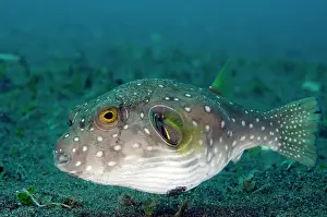 Arothron: White-spotted Pufferfish