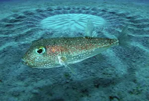 Recent: White-spotted pufferfish, Torquigener albomaculosus