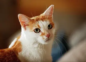 Room: White-spotted red cat sitting on a sofa, portrait