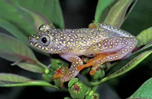 Alboguttatus: White Spotted Reed Frog