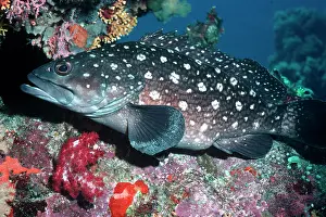 Epinephelus: White-spotted ROCKCOD / Grouper - at the entrance