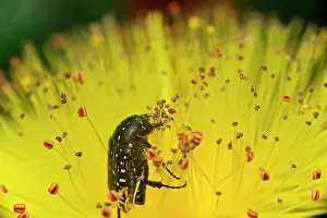 Chafer: White spotted rose beetle (Oxythyrea funesta) in