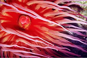 Tentacles: White-Spotted Rose Sea Anemone
