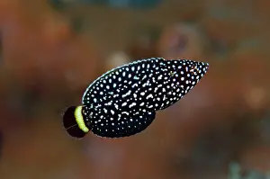 Melanurus: White-spotted Wrasse - juvenile