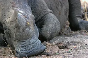 Mosi: White / Square-lipped Rhino - resting in Mosi-o-Tunia
