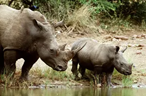 Lipped: WHITE / SQUARE-LIPPED RHINOCEROS